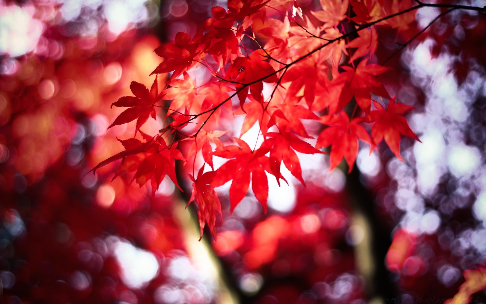 autunno foglia natura autunno stagione vivid ramo di un albero di colore parco all aperto sfocatura giardino