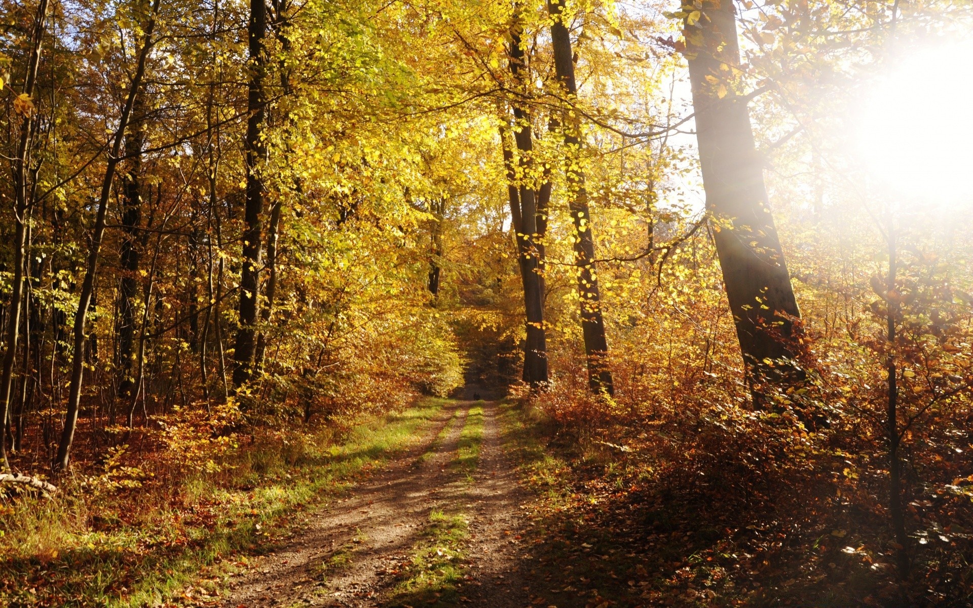 sonbahar ahşap sonbahar yaprak ağaç manzara doğa park sezon açık havada güzel havalarda rehber yol doğal çevre yol şafak yürüyüş şube iz sis