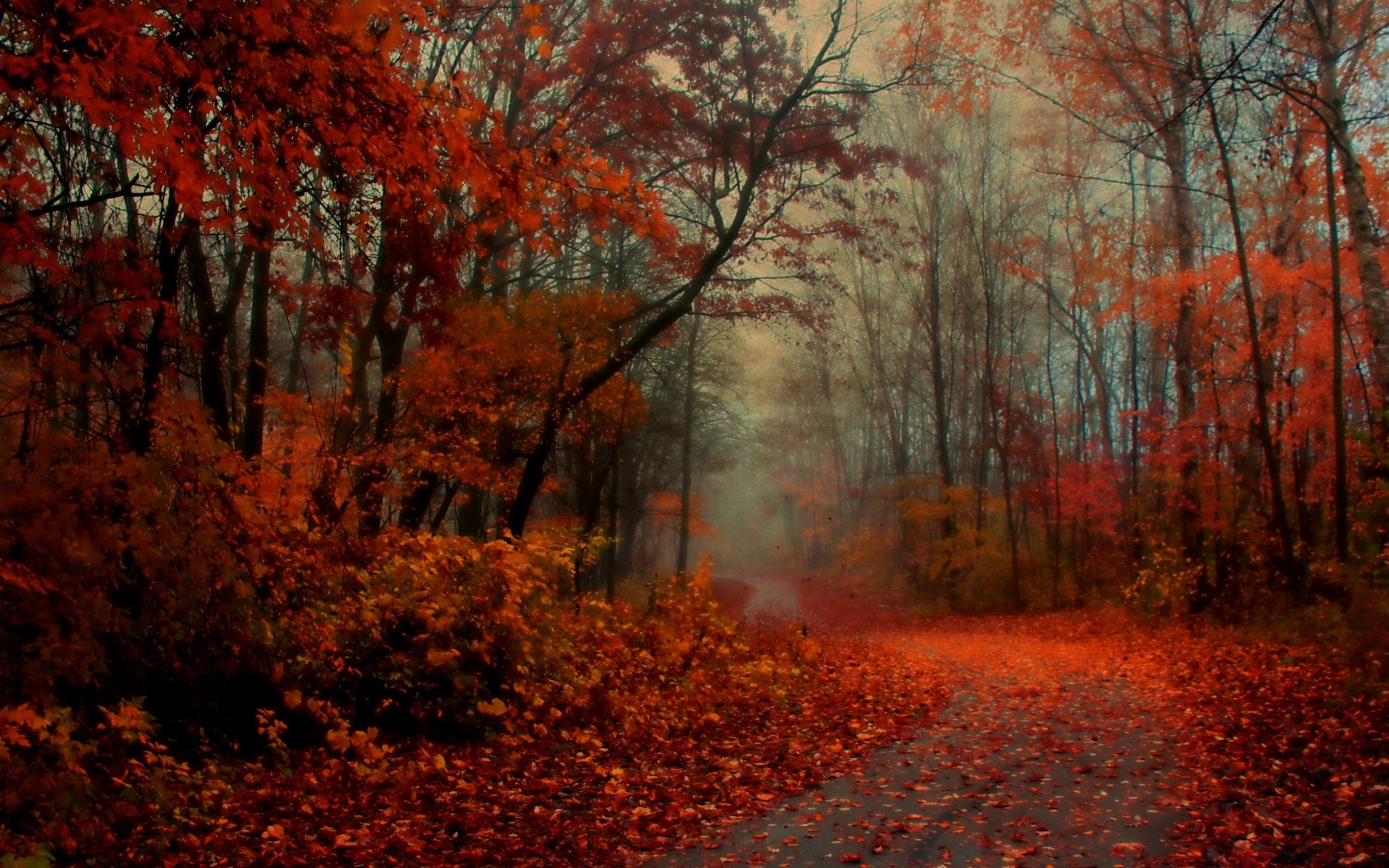 automne automne feuille arbre bois paysage érable aube parc nature saison à l extérieur brouillard scénique or brouillard