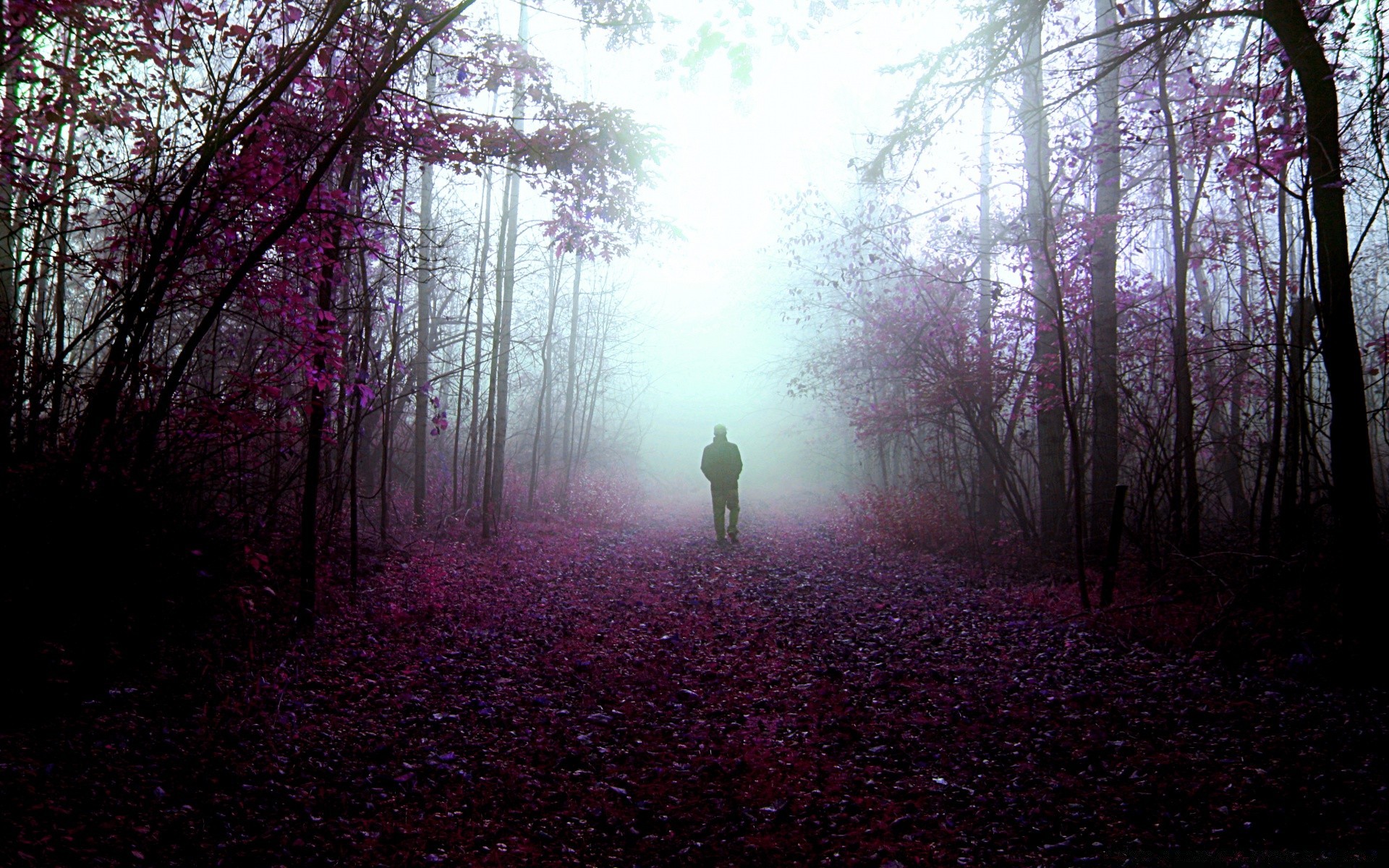 herbst baum landschaft nebel dämmerung holz licht park hintergrundbeleuchtung natur nebel herbst sonne zweig blatt