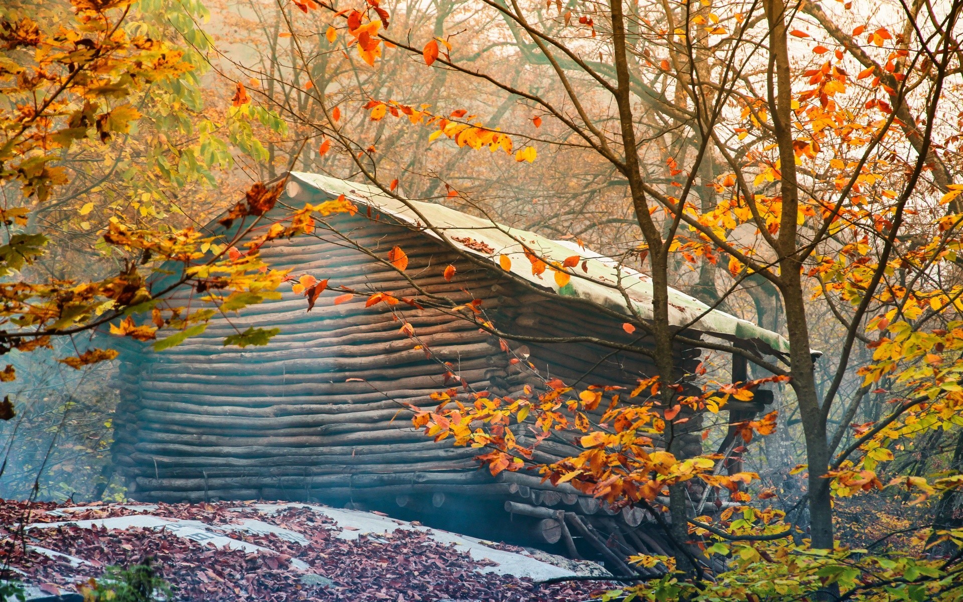 autumn fall leaf tree season maple nature wood branch landscape park outdoors gold change flora color scene scenery bright water