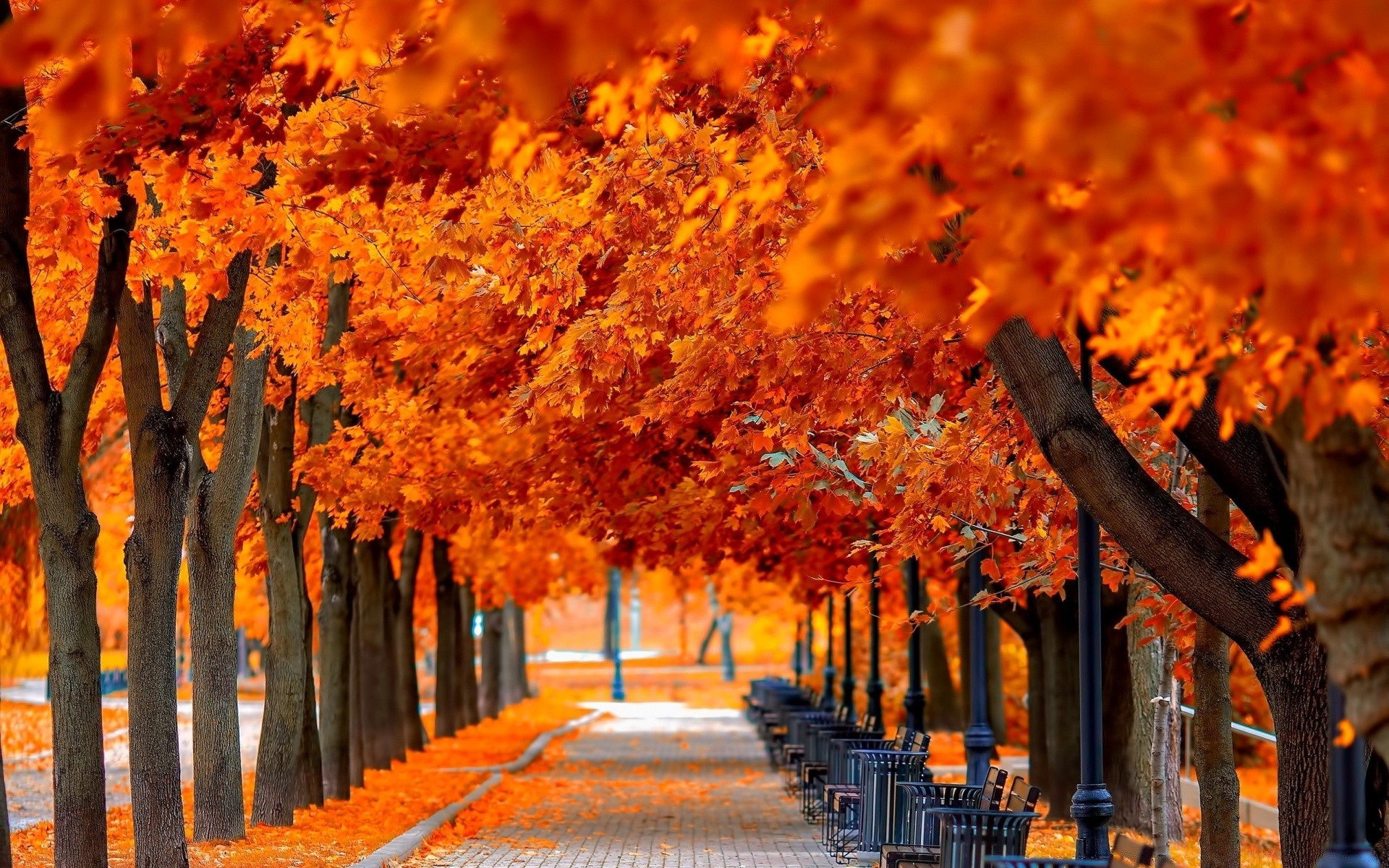 autunno autunno foglia albero all aperto legno natura parco luminoso stagione acero bel tempo alba colore