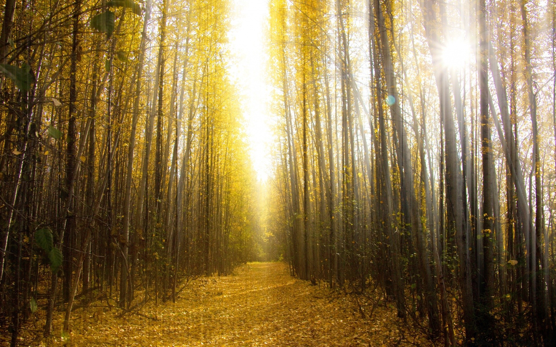 herbst holz natur dämmerung sonne herbst blatt baum landschaft gold nebel gutes wetter nebel hell park licht sanbim jahreszeit im freien