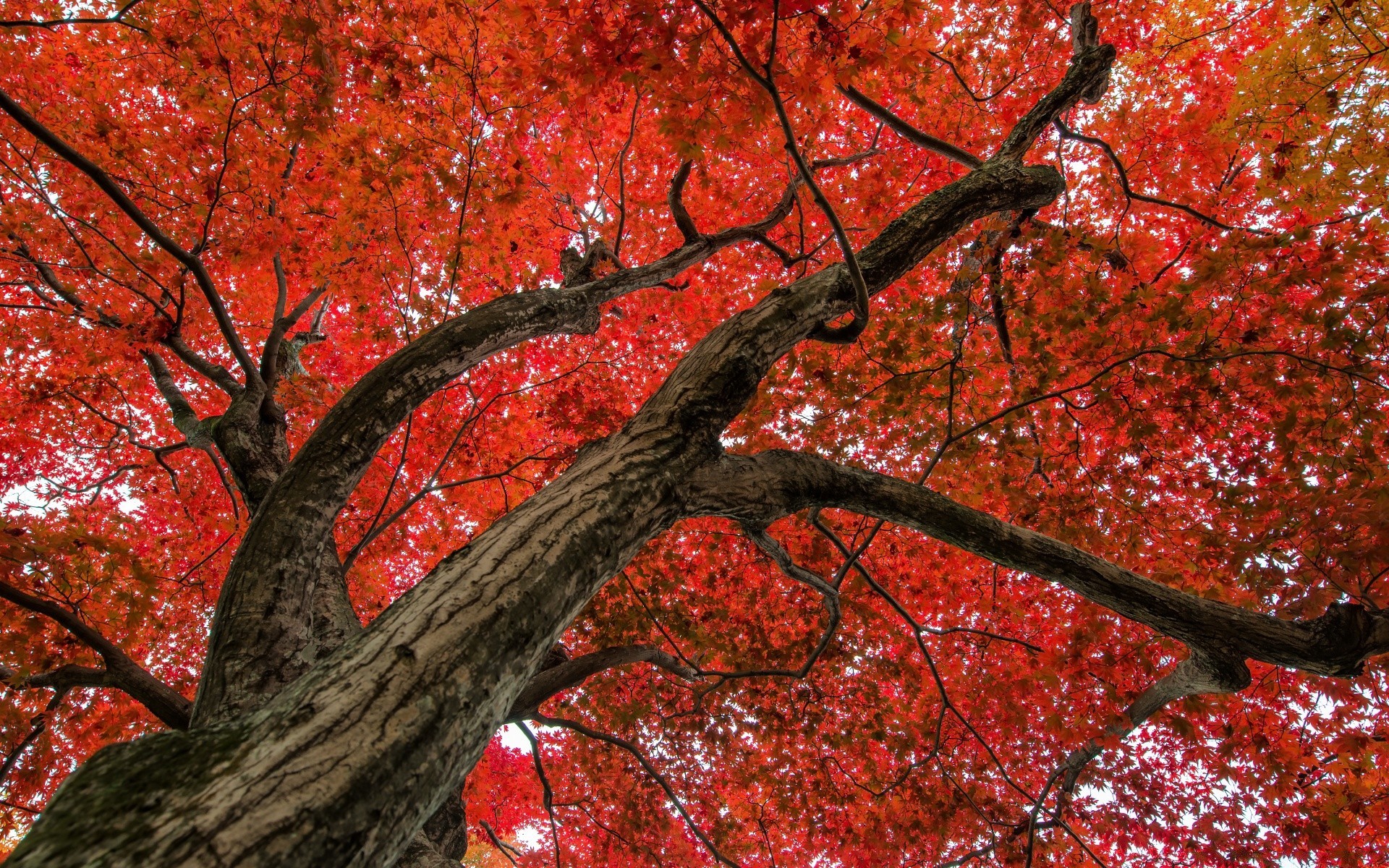 autumn fall leaf tree season maple nature branch bright park color landscape outdoors wood fair weather