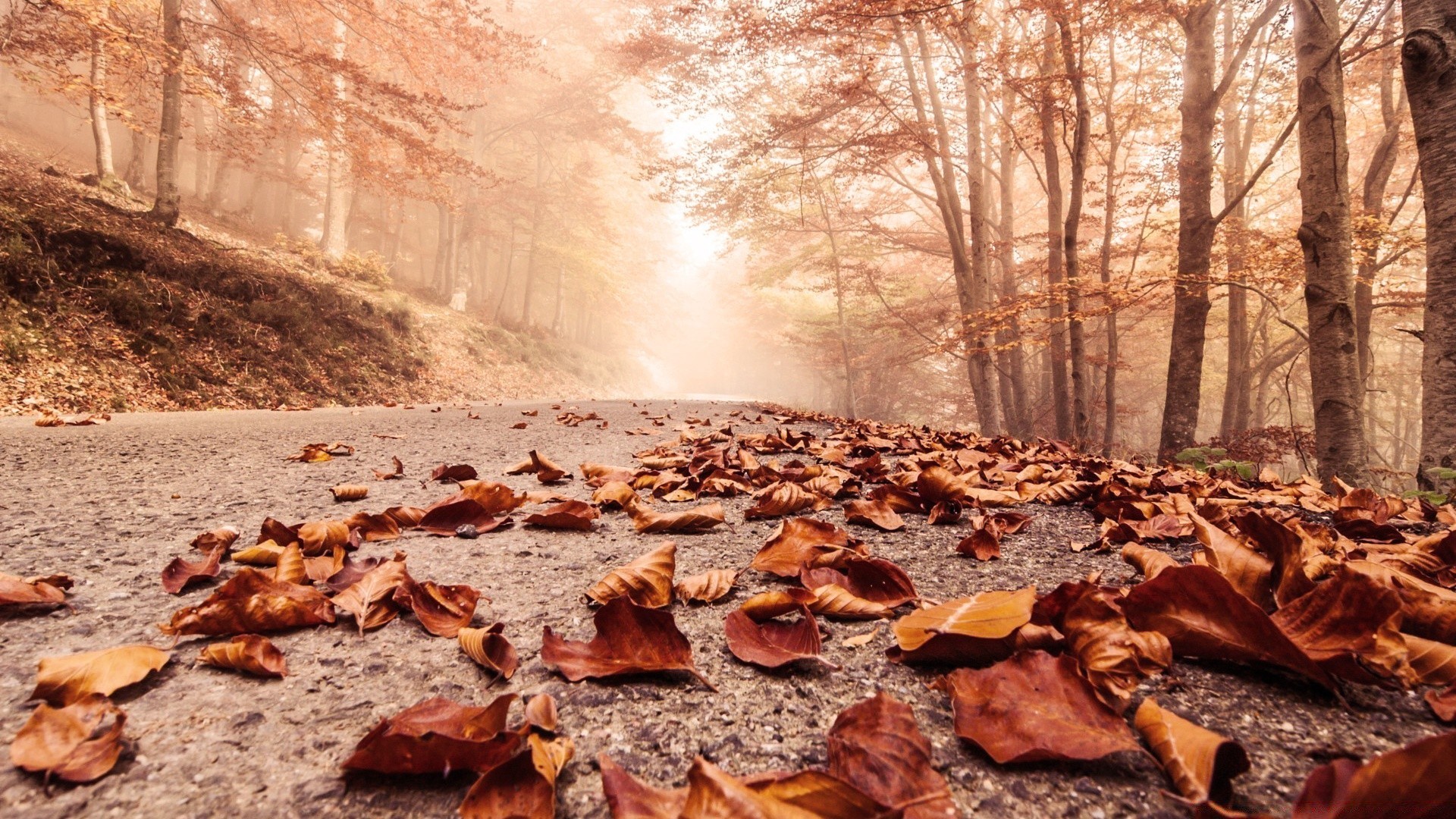 autumn landscape nature environment tree outdoors fall