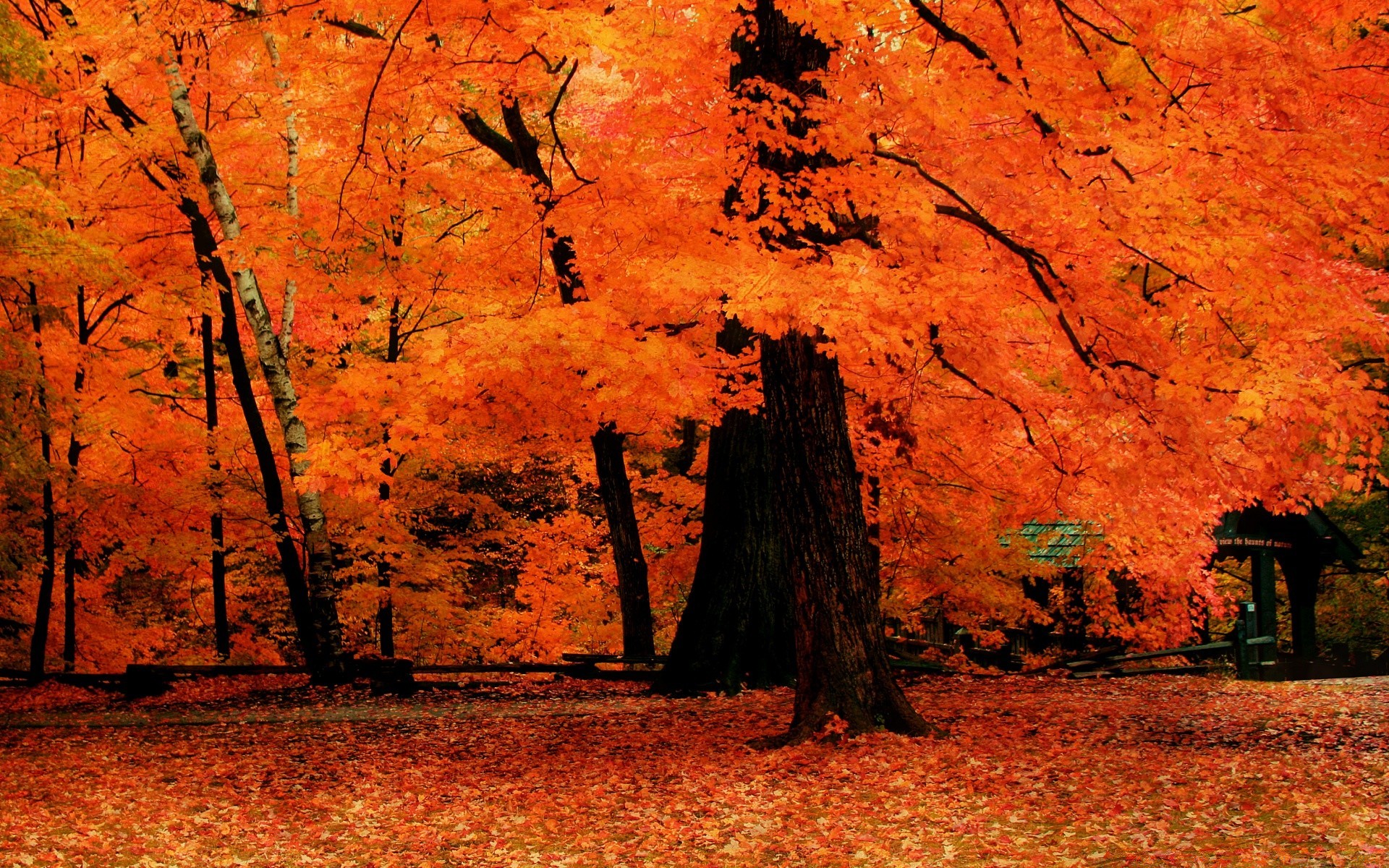 automne automne feuille arbre érable parc bois paysage à l extérieur nature