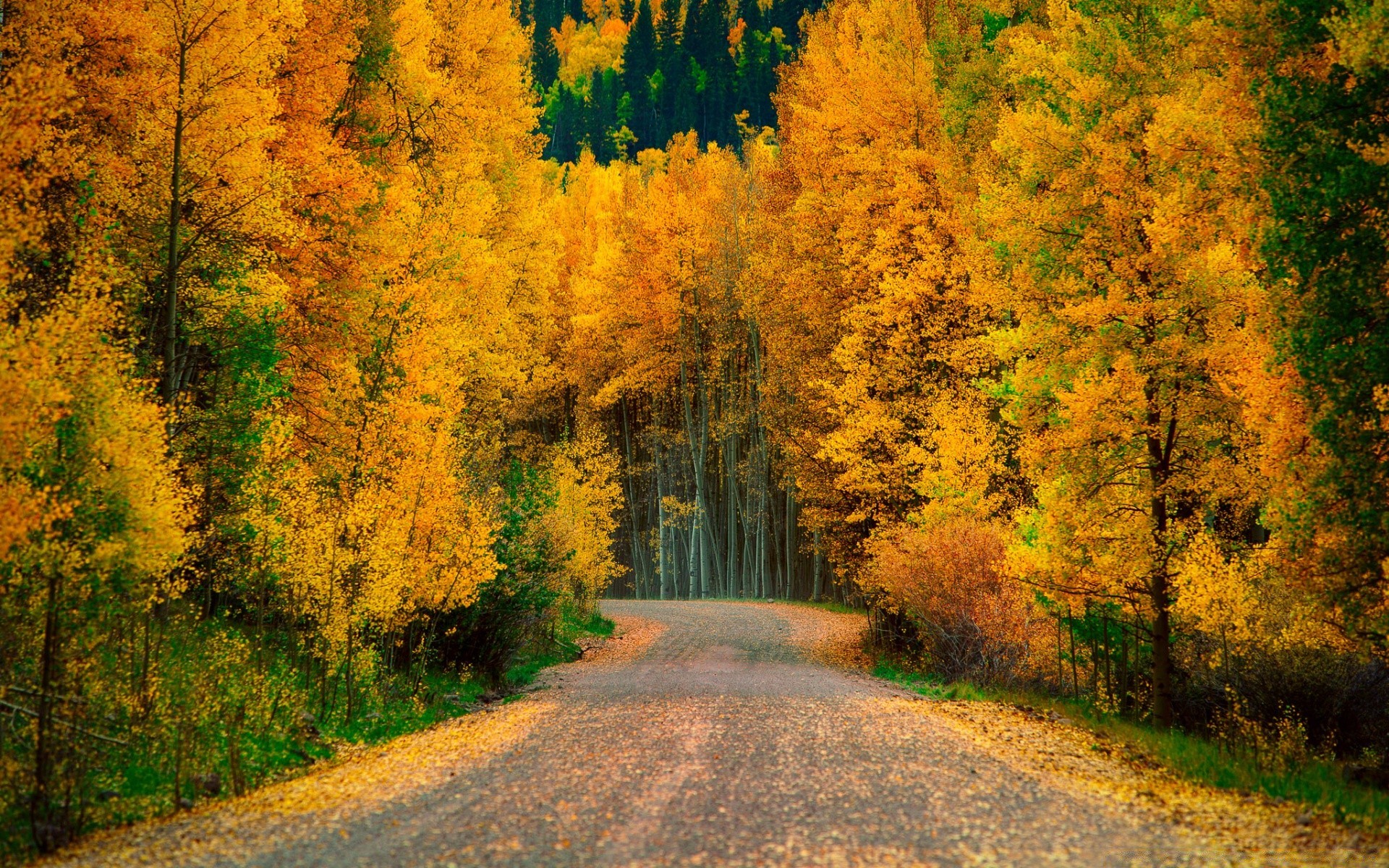 automne automne feuille bois bois route paysage scénique la nature à l extérieur parc saison manuel campagne rural érable beau temps paysage