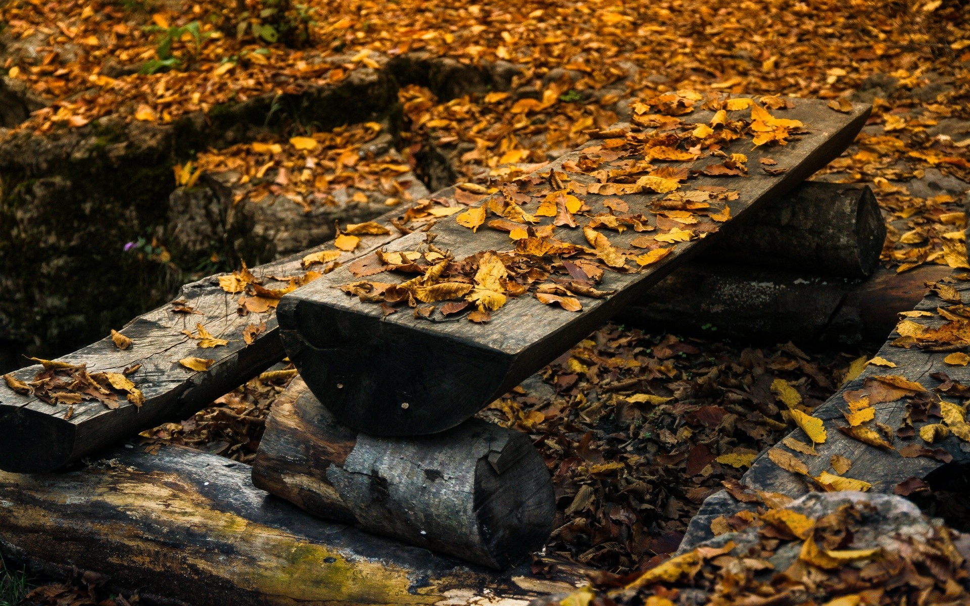 autunno autunno legno albero foglia all aperto natura ambiente parco fiamma terra giardino desktop paesaggio