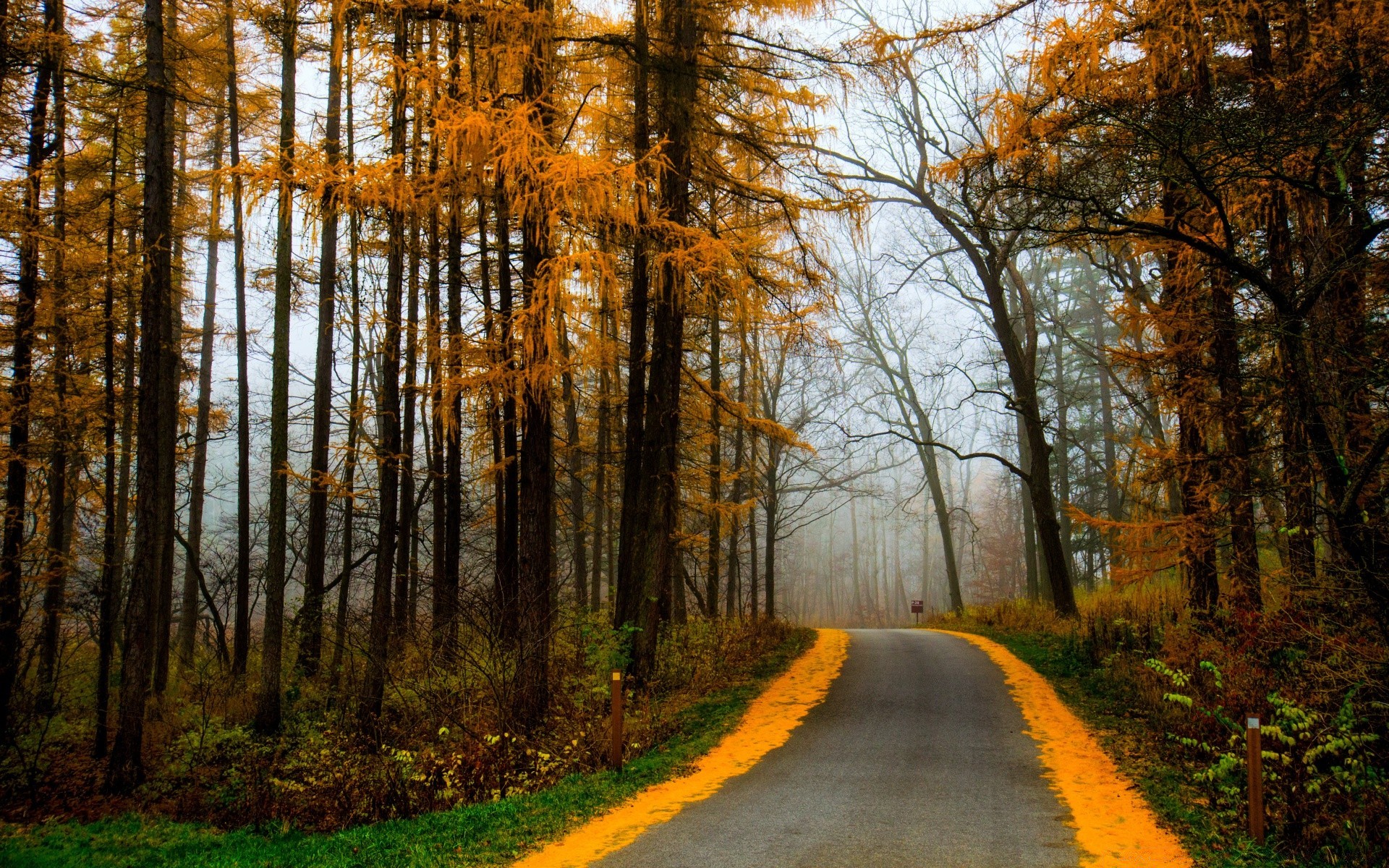 autumn fall wood tree leaf road landscape nature park guidance season scenic outdoors fair weather countryside gold rural environment scenery dawn