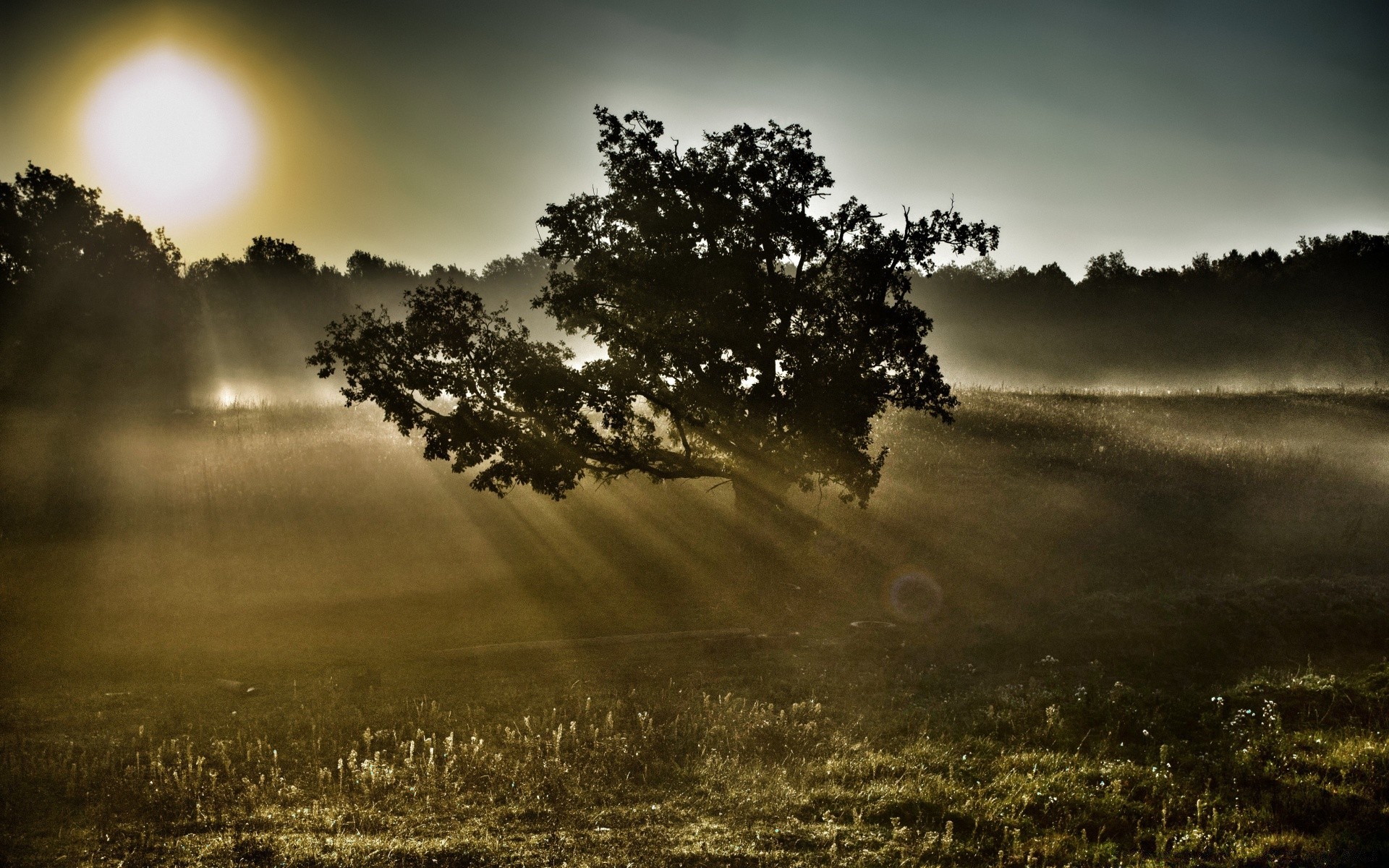 autunno paesaggio nebbia alba sole tramonto albero natura cielo nebbia luce campo erba bel tempo nuvola campagna legno