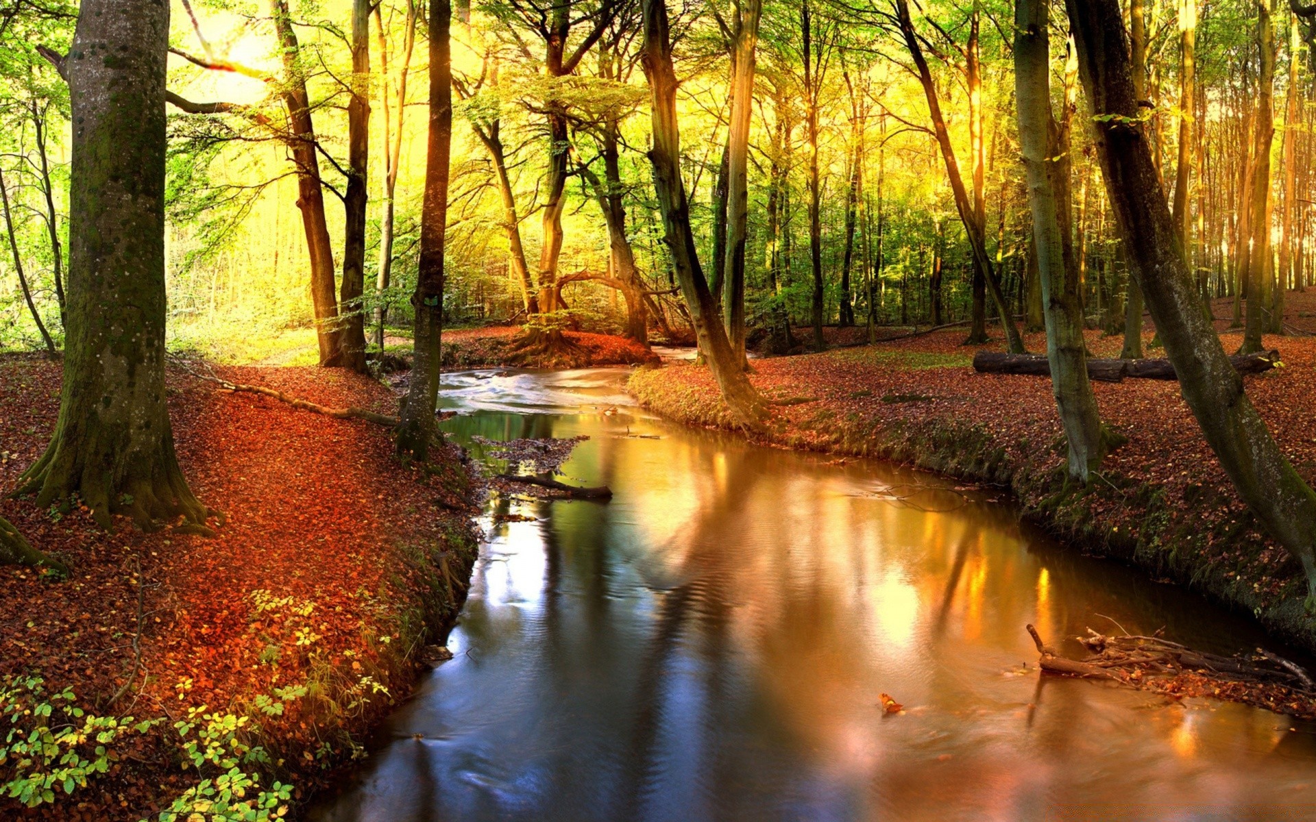 jesień jesień drewno liść natura drzewo park na zewnątrz świt krajobraz dobra pogoda woda bujne malownicze słońce wieś środowisko przewodnik światło rzeka