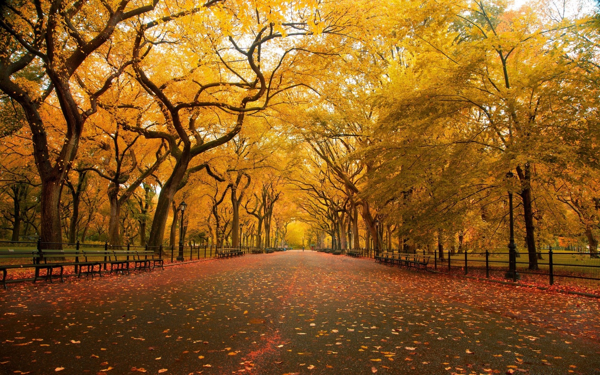 autunno autunno albero foglia parco paesaggio vicolo strada legno alba stagione natura viale ramo guida acero nebbia oro bel tempo scenico sole