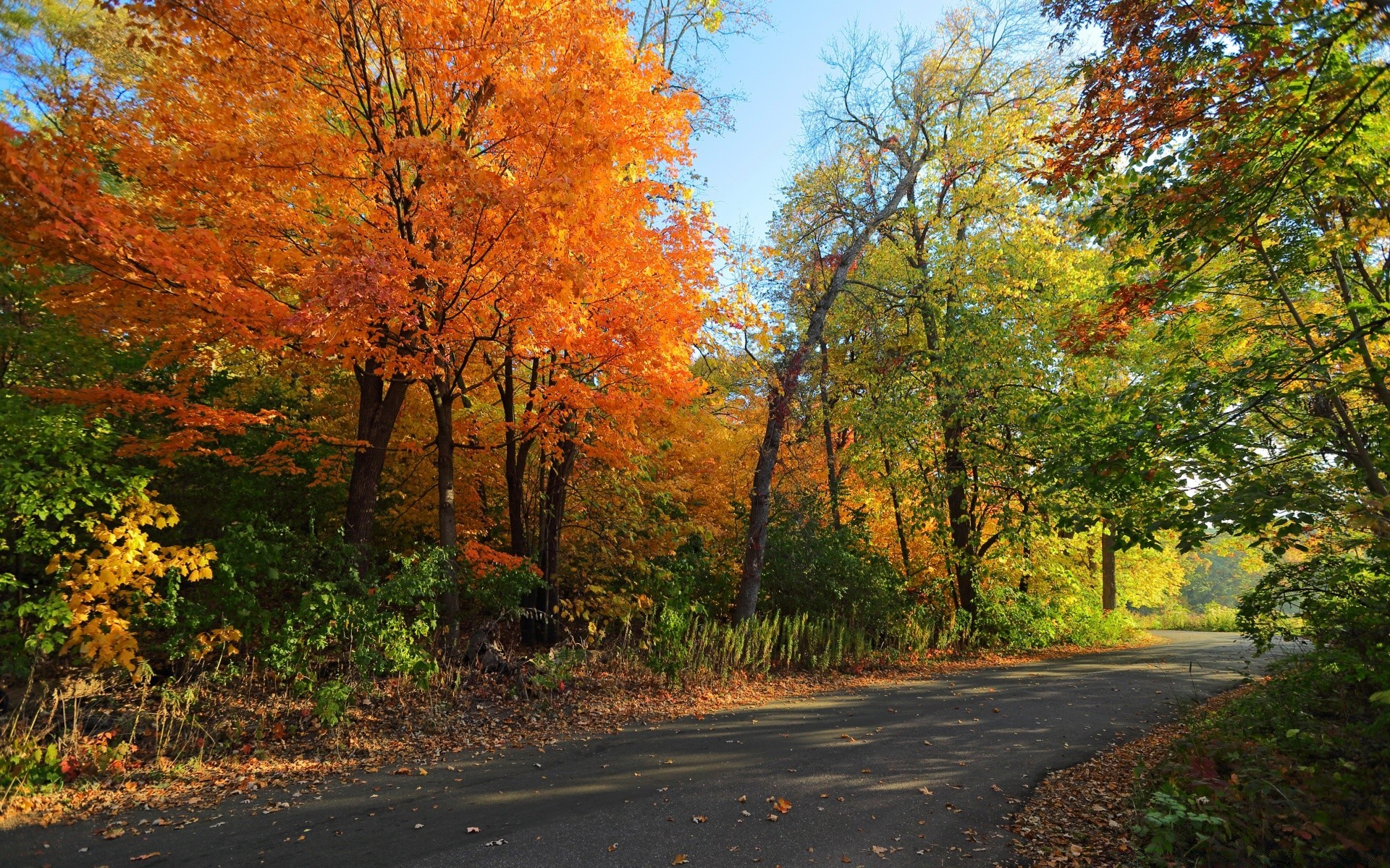 herbst herbst blatt baum straße ahorn landschaft natur holz guide saison landschaftlich park im freien landschaftlich landschaftlich gutes wetter üppig