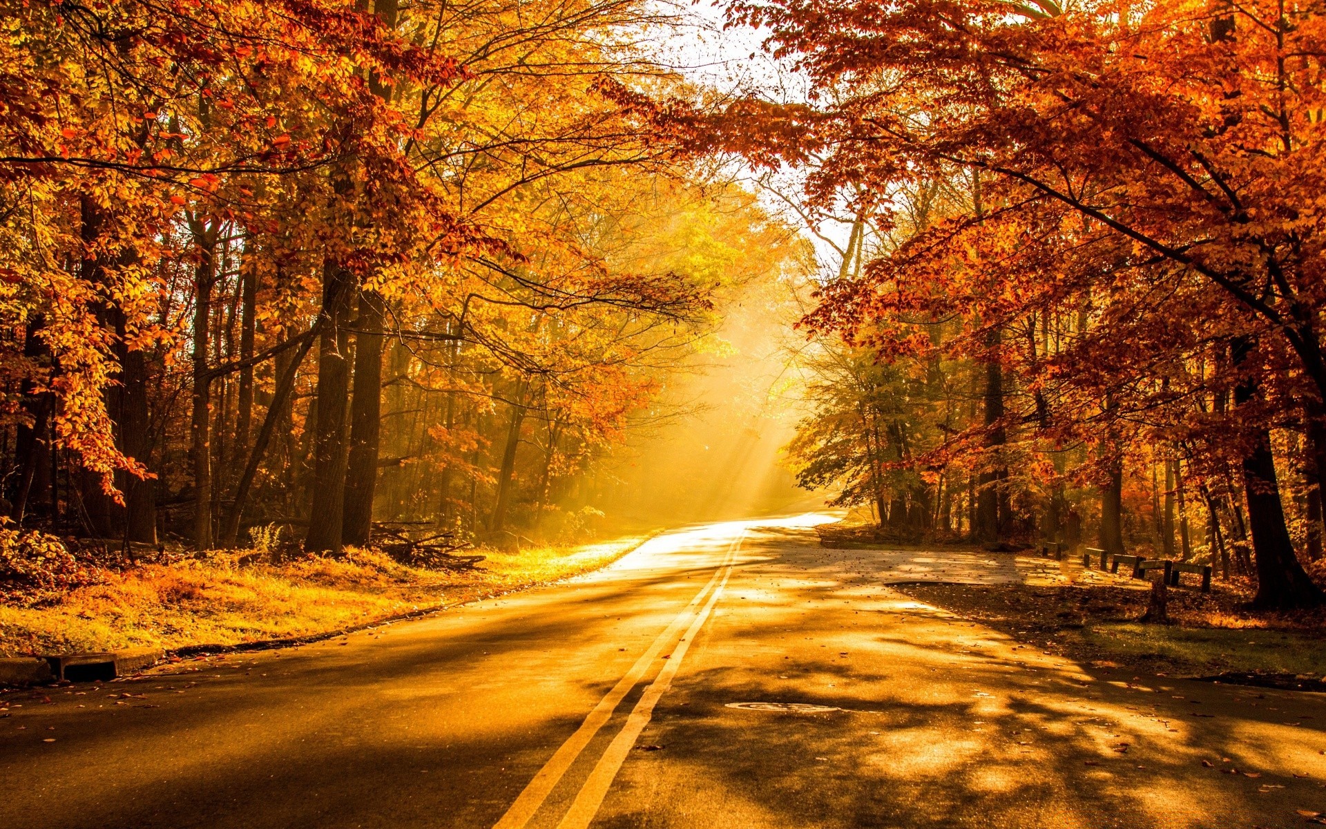 autumn fall road tree wood landscape scenic leaf park dawn guidance outdoors nature