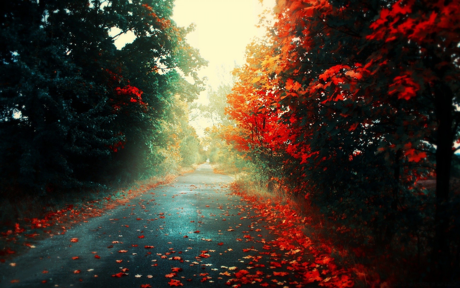 herbst baum landschaft nebel im freien