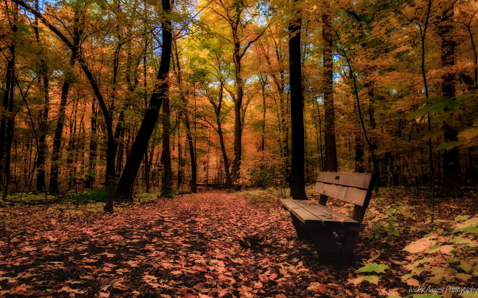 automne bois arbre automne paysage nature feuille parc aube à l extérieur environnement scénique guide beau temps saison