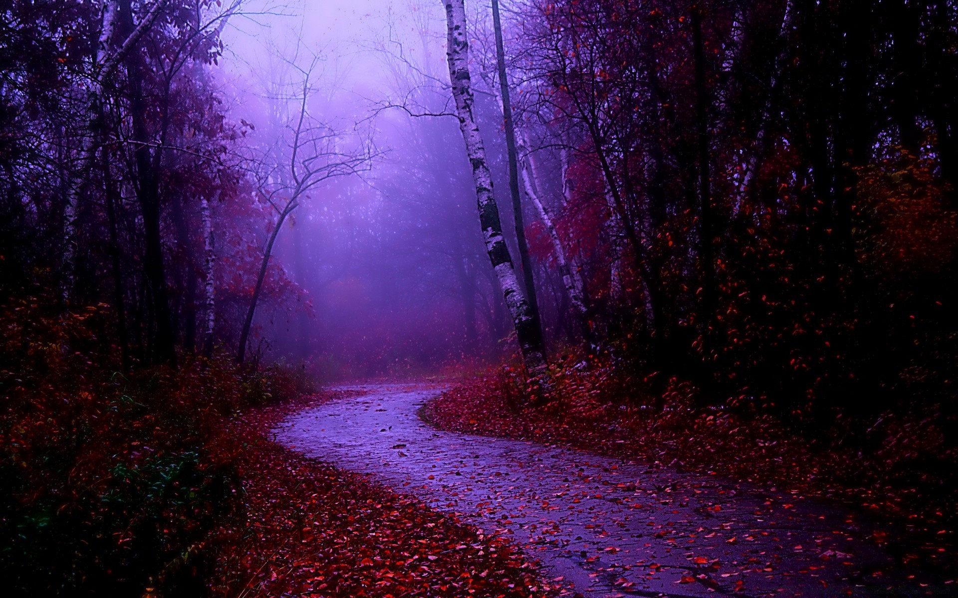 autumn fog landscape light evening mist dawn tree mystery