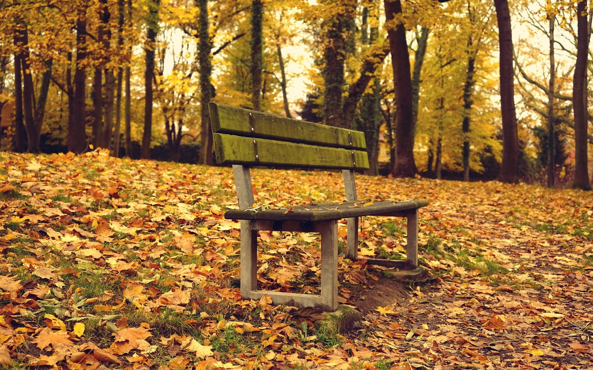 autunno legno autunno foglia albero parco stagione natura panchina paesaggio guida all aperto acero oro sentiero scenico luce del giorno bel tempo scena campagna