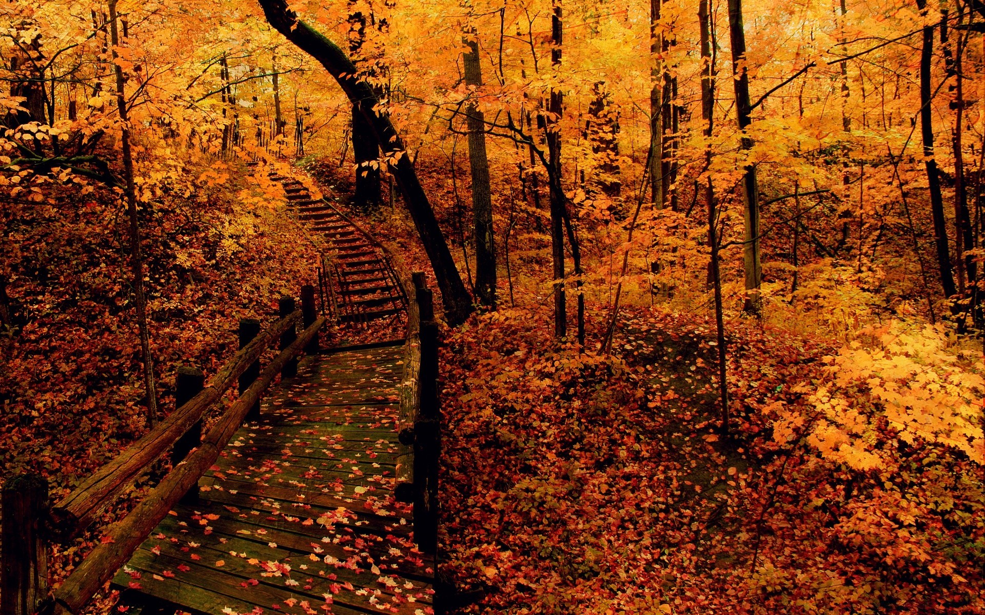 automne automne bois feuille bois à l extérieur paysage nature saison parc scénique aube or érable