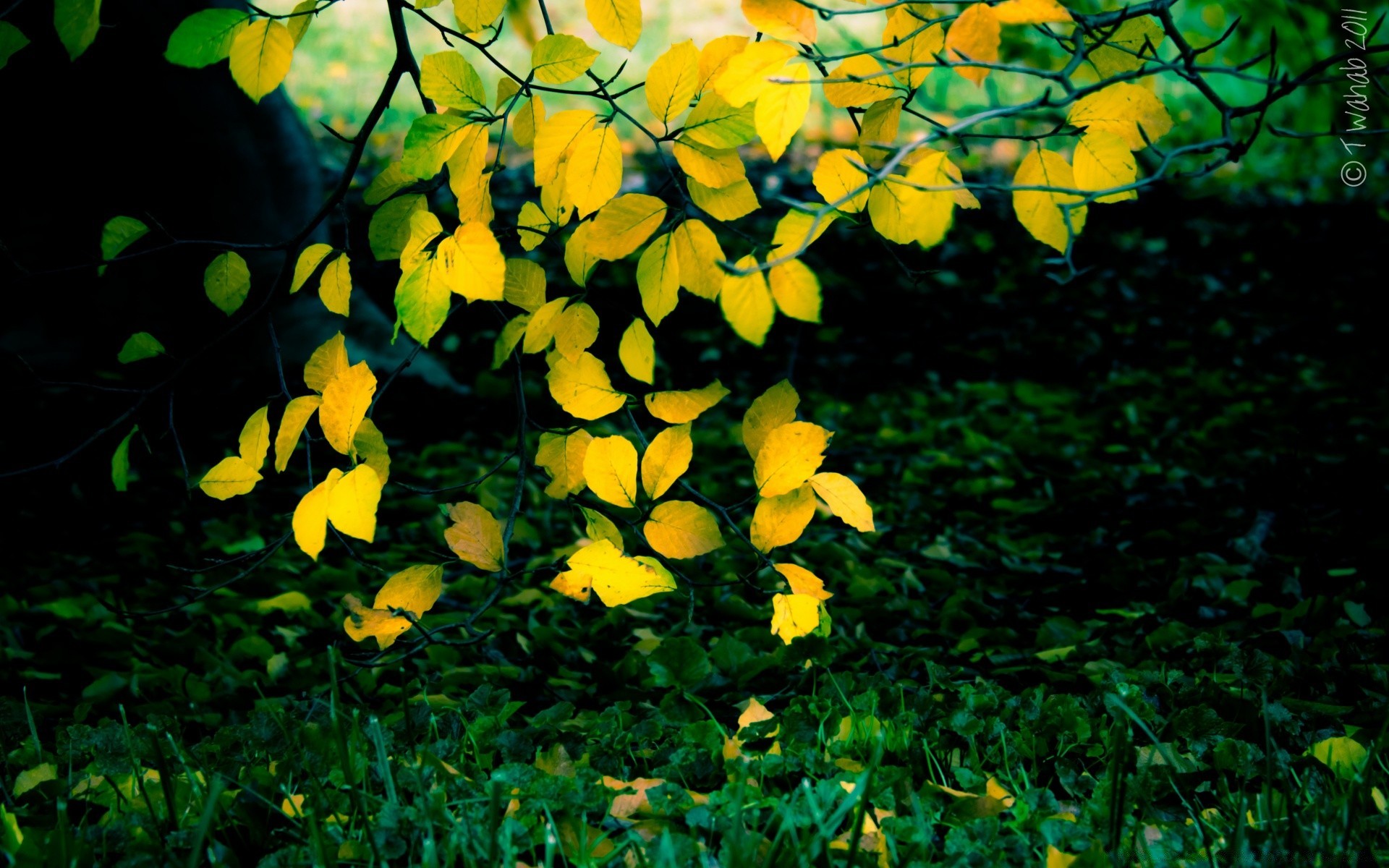 automne feuille flore nature arbre jardin couleur fleur saison en plein air bois lumineux bureau branche parc automne croissance été luxuriante beau temps