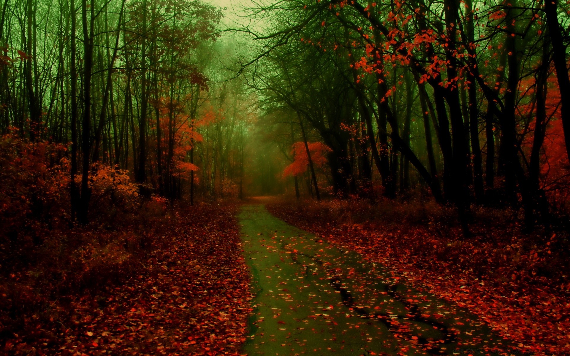 autumn fall leaf wood dawn tree landscape fog nature park mist sun backlit fair weather outdoors lush