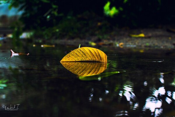 Feuille jaune vif dans la réflexion de l eau