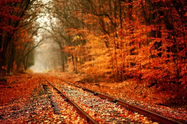 Railway. Autumn forest