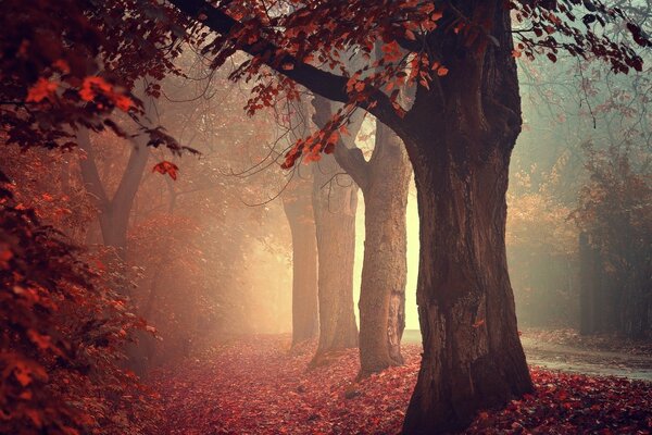 Foggy road in purple autumn