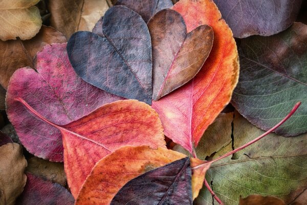 Hojas multicolores de otoño de flores de bardo, carmesí, marrón