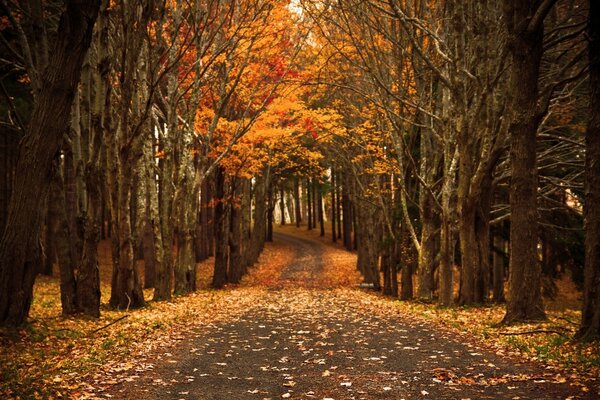 Herbststraße. Schöne Natur