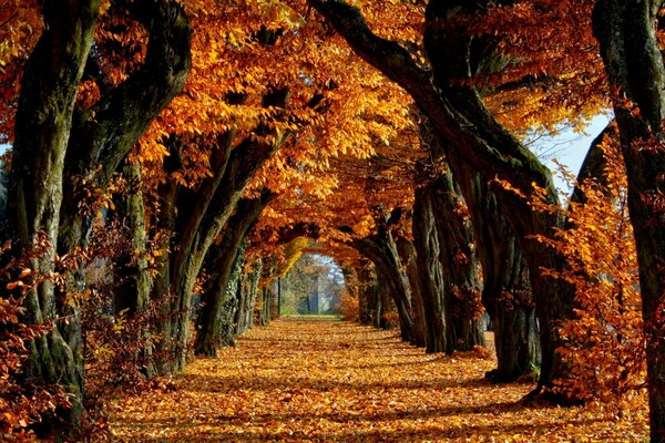 Callejón de otoño de los árboles gigantes