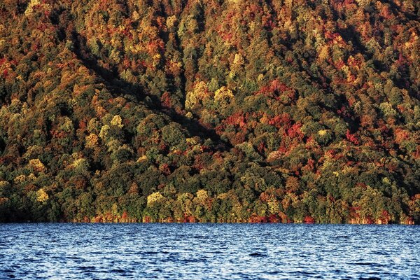 Foresta autunnale e fiume blu