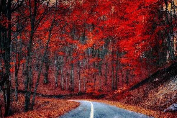 Rote Blätter im Herbstwald