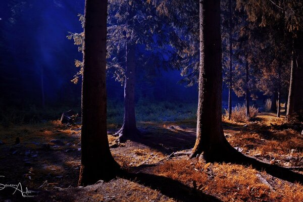 Landscape of the autumn night forest