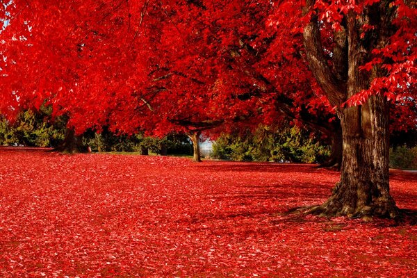 El follaje de otoño carmesí hace ruido