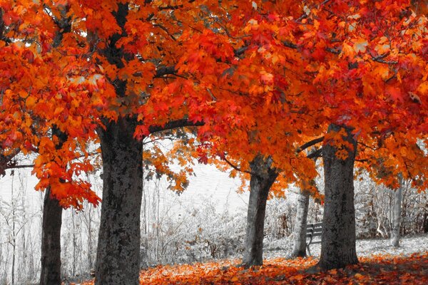 Der Herbst kam mit goldenem Laub zu uns