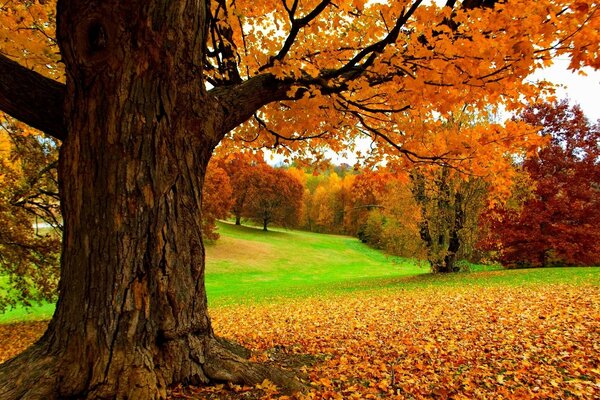 Herbsteiche im Park Nahaufnahme