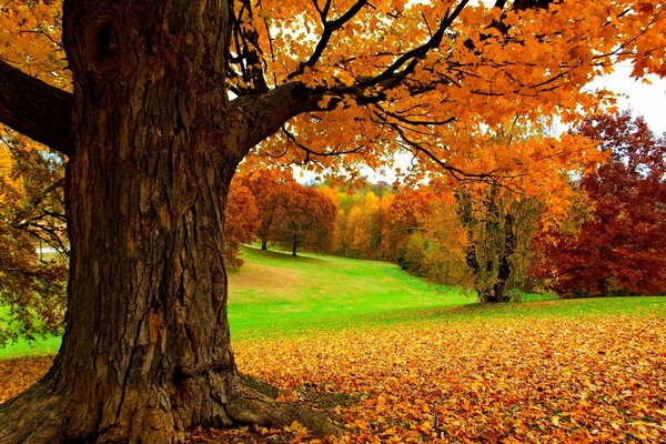 Autumn oak in the park close-up