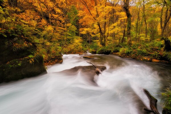 Golden autumn and the river in the forest