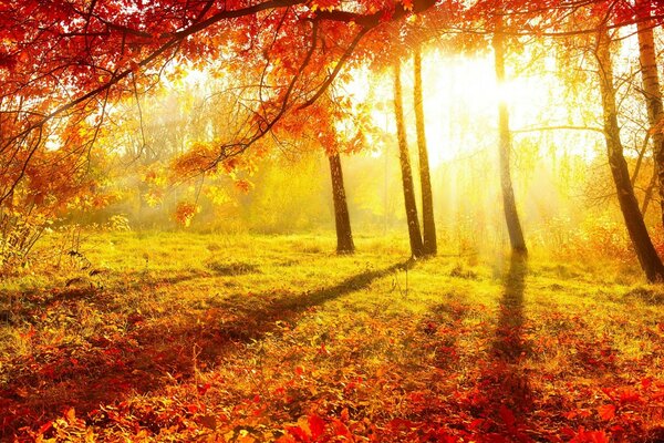 Autumn landscape and bright sun