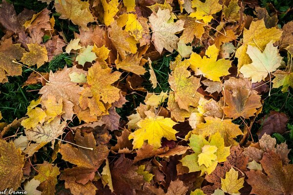 Autumn leaves are lying on the grass