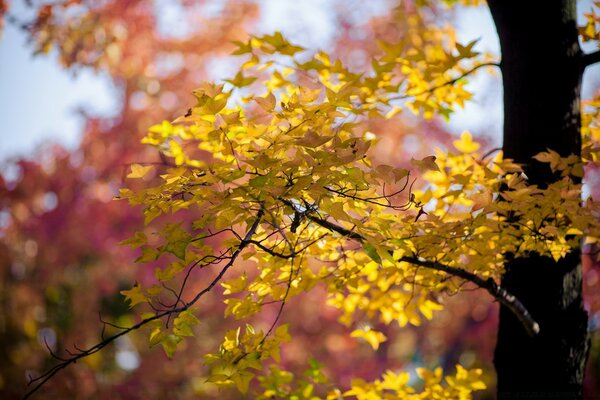 Gelbe Herbstblätter am Baum