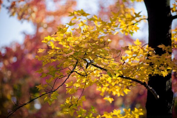树上的秋天黄叶