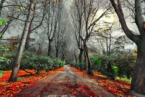 Der Herbstwald hat das Laub fallen lassen, die Äste strecken sich flehend in den Himmel