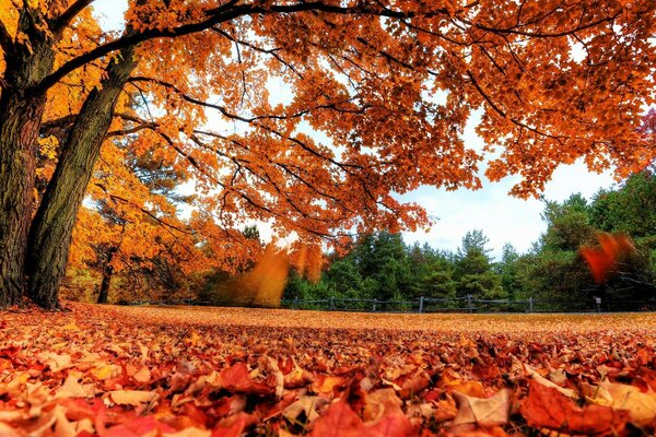 Caduta delle foglie d autunno in una giornata di sole