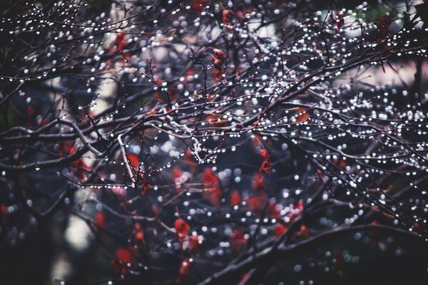 A wet twig with large drops on a background of red berries