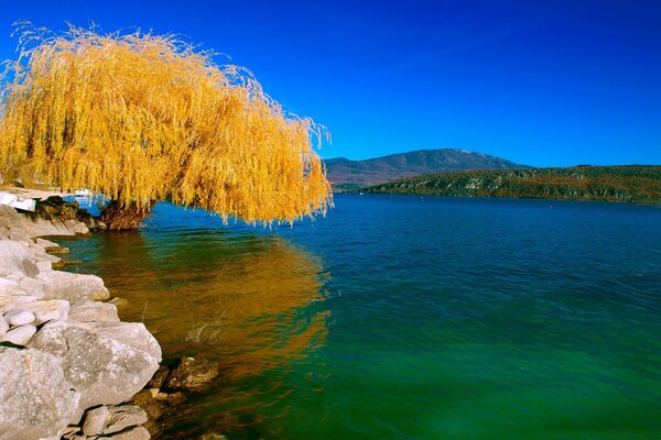 Ein Baum mit gelben Blättern zwischen einem Steinufer und klarem blaugrünem Wasser auf einem blauen Himmelshintergrund