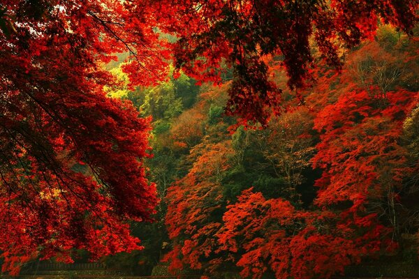 Red leaves on autumn trees