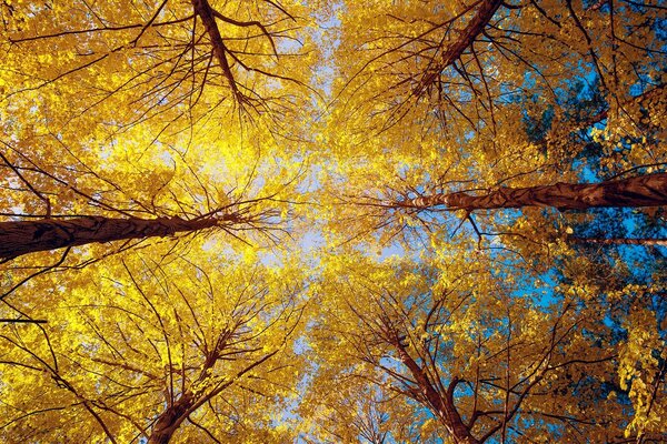 Vista desde abajo de los árboles de otoño