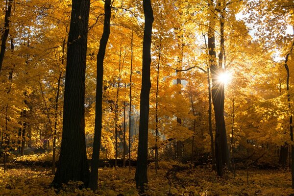 Aube d automne à travers les arbres